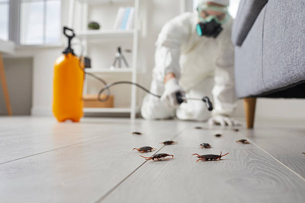 Post-Treatment Bed Bug Interceptor Monitoring in Heflin
